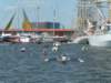 sail_tb050_small.jpg